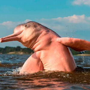 Iquitos 5D/4N - Programa delfín rosado